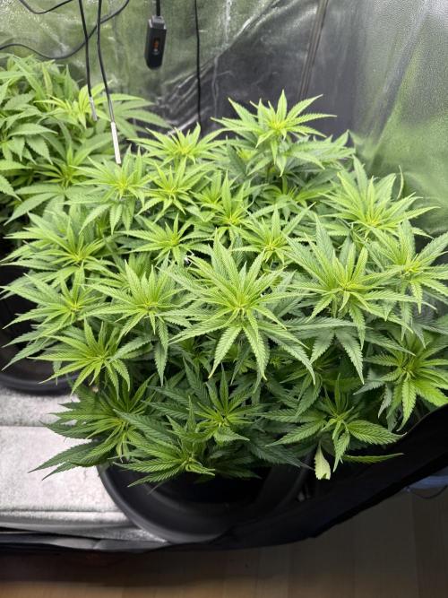 Apple Fritter. Week 8