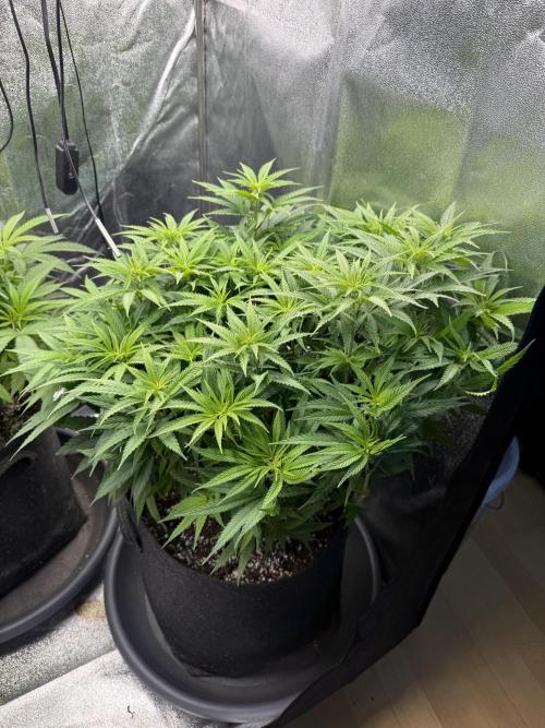 Apple Fritter. Week 8