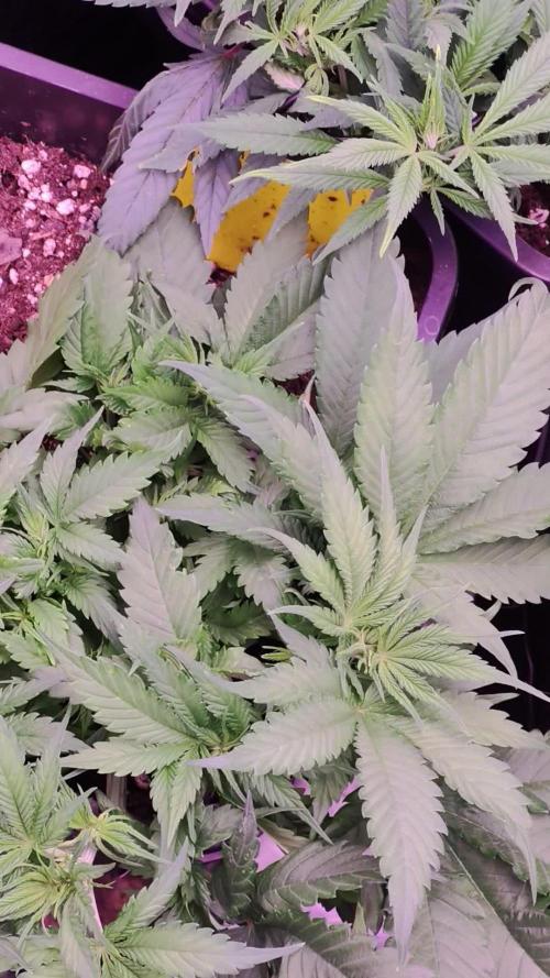 Red hot cookie & slurrup