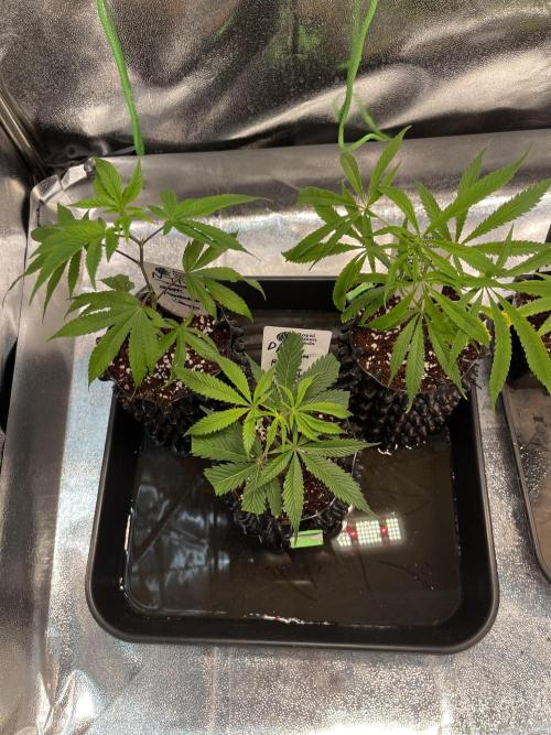 Cutlings Run. Week 1 - Left to right
North Thunderfuck
Dantes Inferno
Spicy Bitch