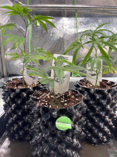 Cutlings Run. Week 1 - Left to right
North Thunderfuck
Dantes Inferno
Spicy Bitch