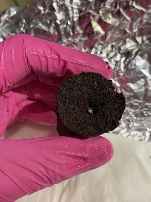 Grounded Genetics Run. Week 0 - 31.01
Pineapple Squeeze