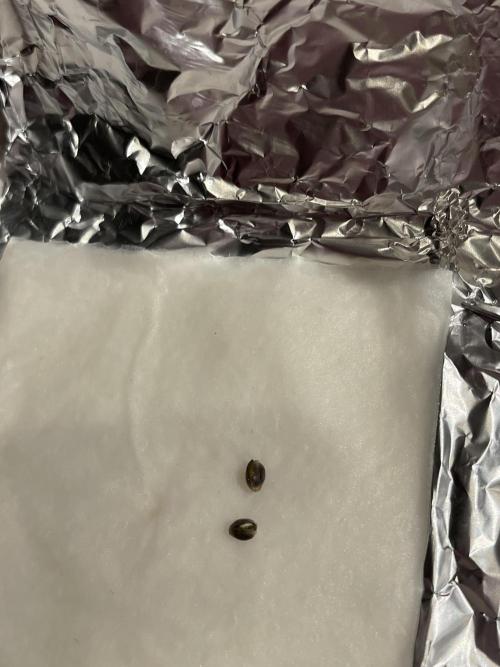 Grounded Genetics Run. Week 0 - 31.01
Pink Poochie