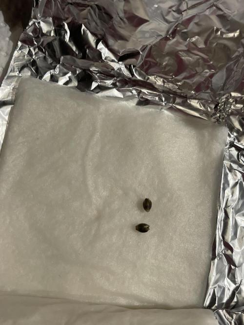 Grounded Genetics Run. Week 0 - 31.01
Pink Poochie