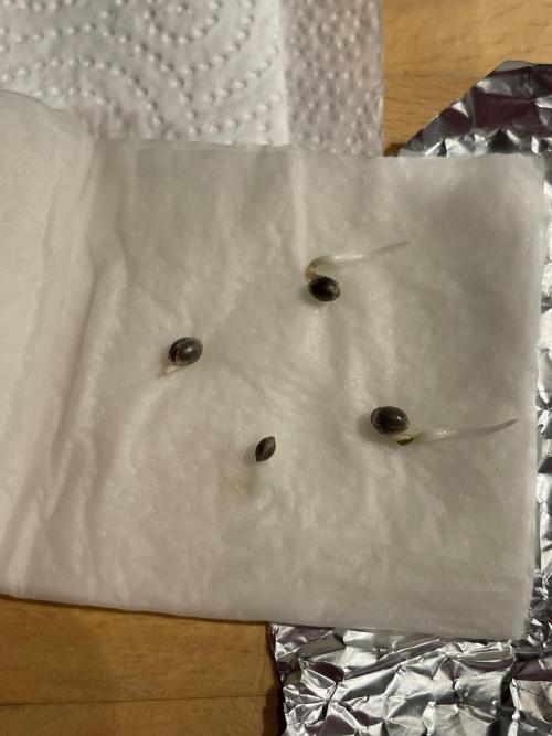 Grounded Genetics Run. Week 0 - 31.01
Off Shore