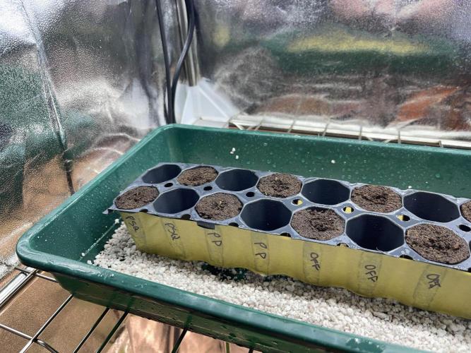 Grounded Genetics Run. Week 0 - 31.01
Plugs left to right
2xPineapple Squeeze
2xPink Poochie
3xOff Shore
