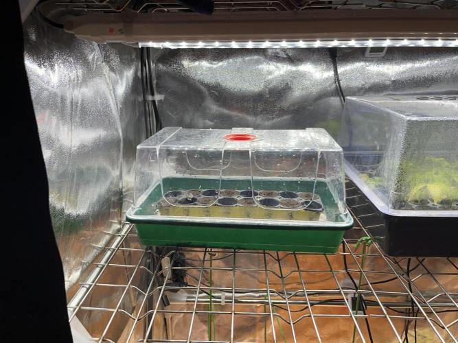 Grounded Genetics Run. Week 0 - 31.01
Cutlings Box