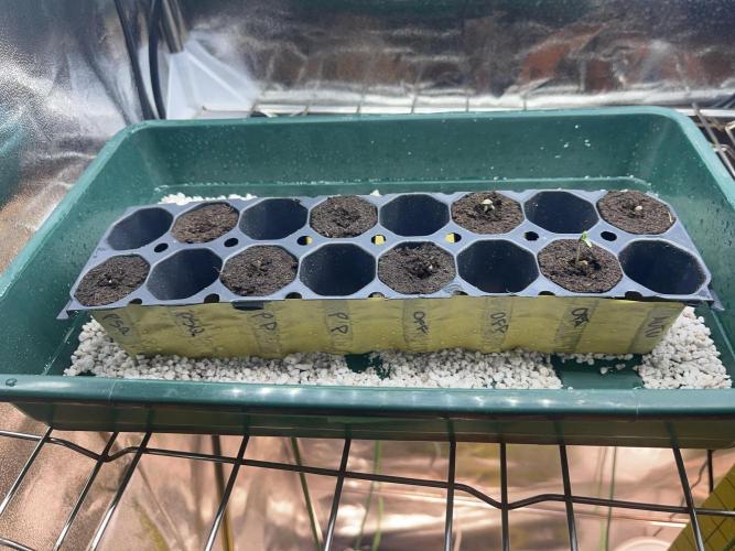 Grounded Genetics Run. Week 0 - 01.02
Off Shore already broke Surface