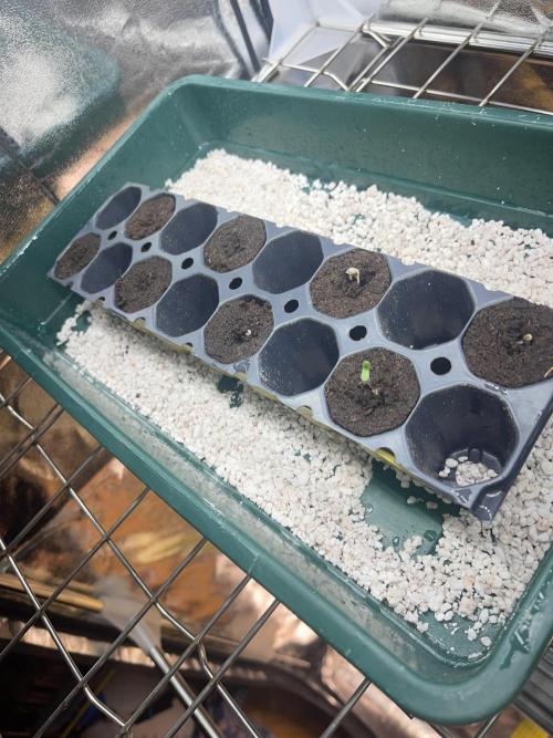 Grounded Genetics Run. Week 0 - 01.02
Off Shore already broke Surface