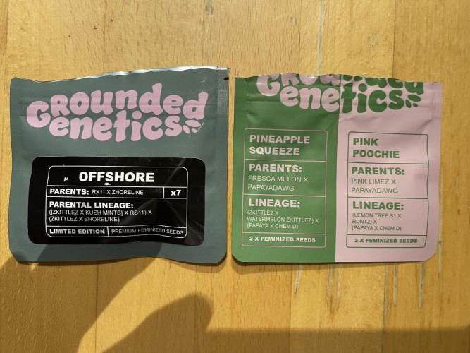 Grounded Genetics Run. Week 0 - The Seeds