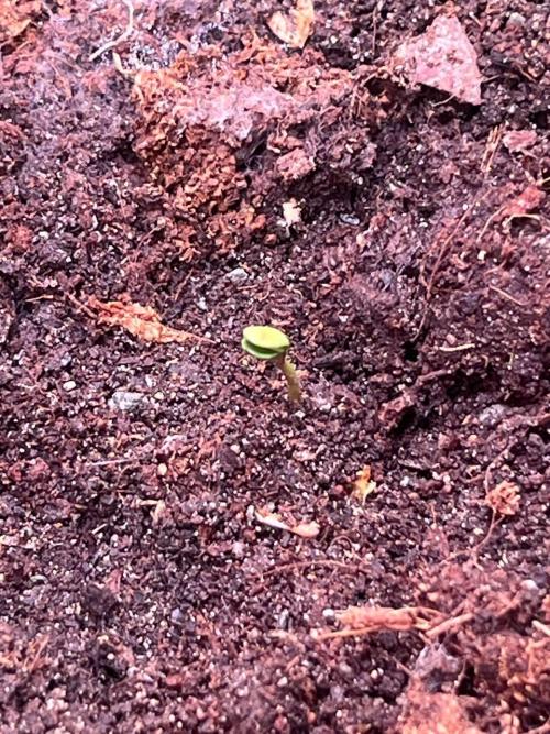 One Tent - One PLant. Week 0 - Great things always start small.