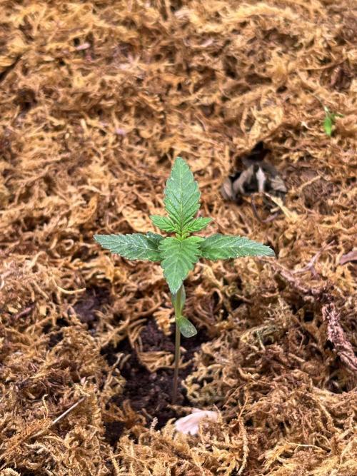 One Tent - One PLant. Week 1