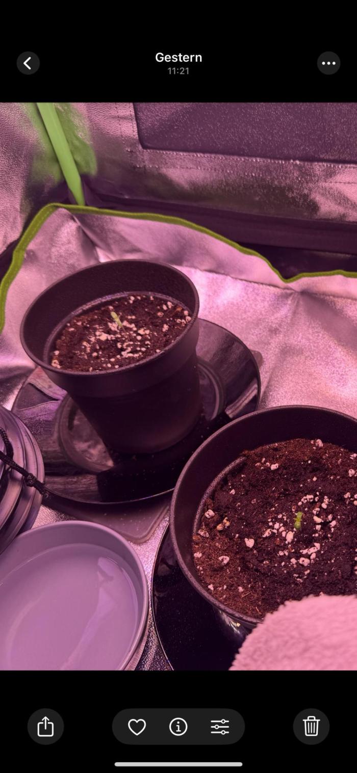 Lemon Orange GHS. Week 1 - Lets Go 