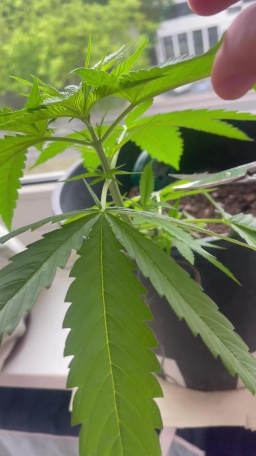 Root_Report_1 ("The two sisters")