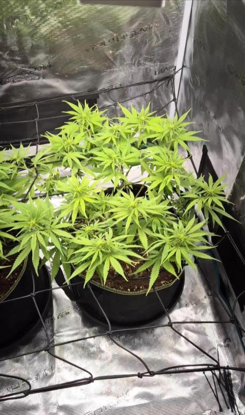 Rainbow Sherbet Indoor