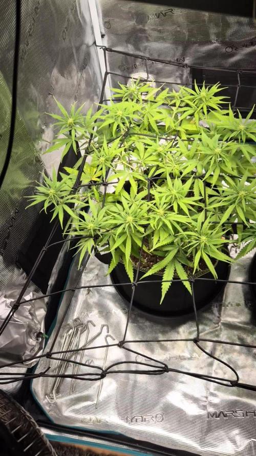 Rainbow Sherbet Indoor
