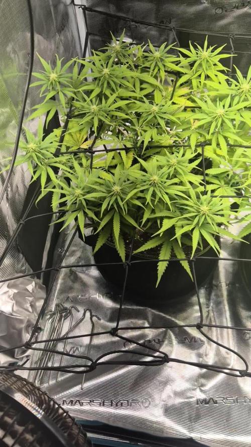 Rainbow Sherbet Indoor