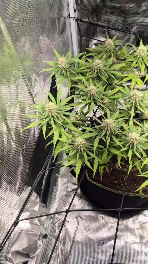 Rainbow Sherbet Indoor