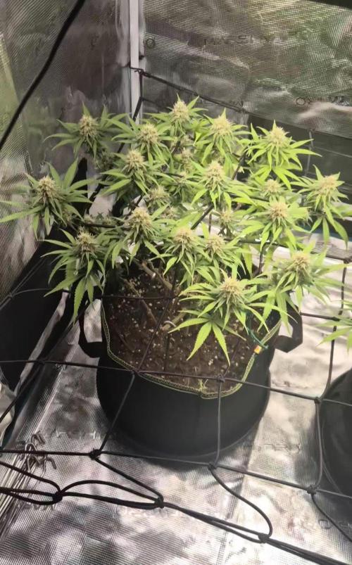 Rainbow Sherbet Indoor