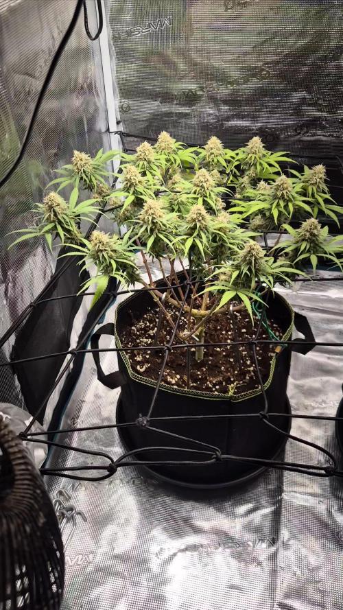 Rainbow Sherbet Indoor