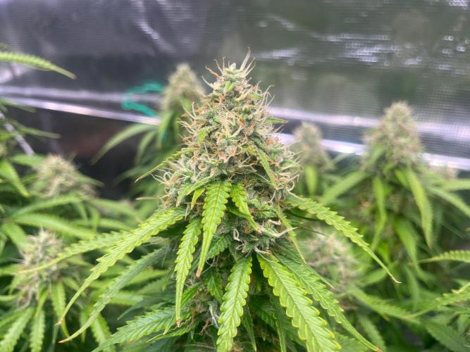 Glowberry Rush From Anesia Seeds. Week 13