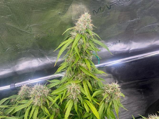 Glowberry Rush From Anesia Seeds. Week 13