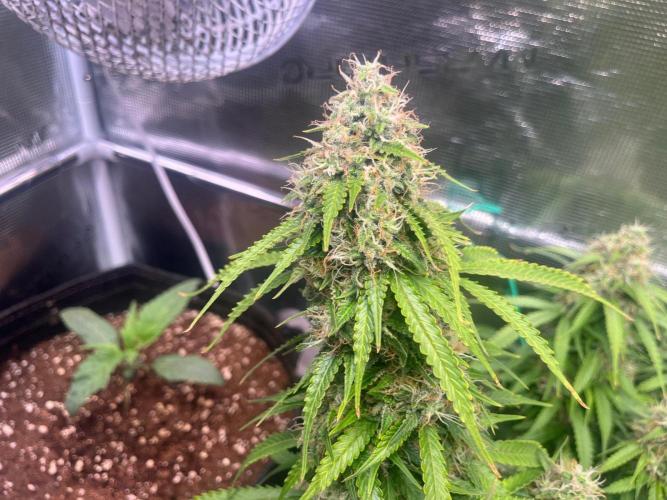 Glowberry Rush From Anesia Seeds. Week 13