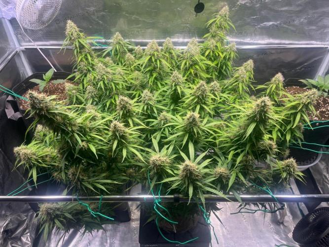 Glowberry Rush From Anesia Seeds. Week 13