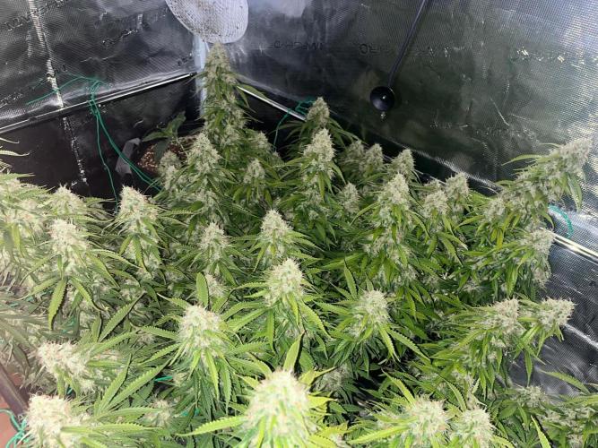 Glowberry Rush From Anesia Seeds. Week 14