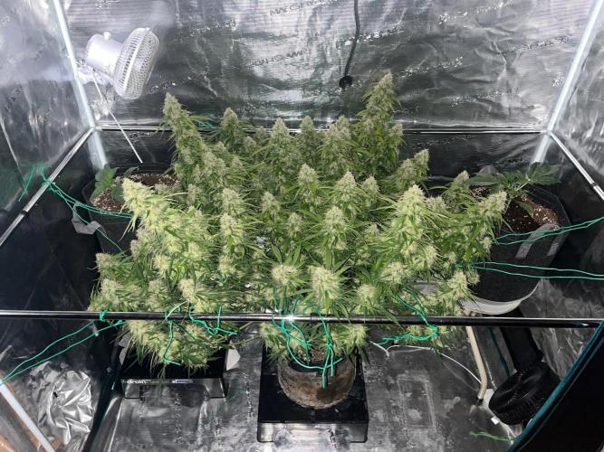 Glowberry Rush From Anesia Seeds. Week 14