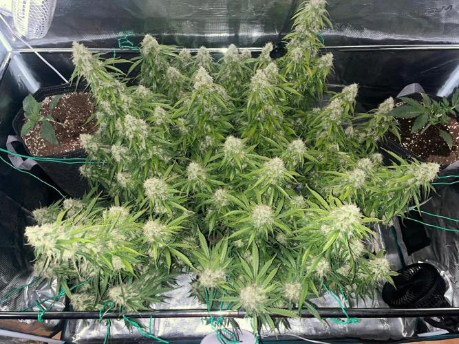 Glowberry Rush From Anesia Seeds. Week 14