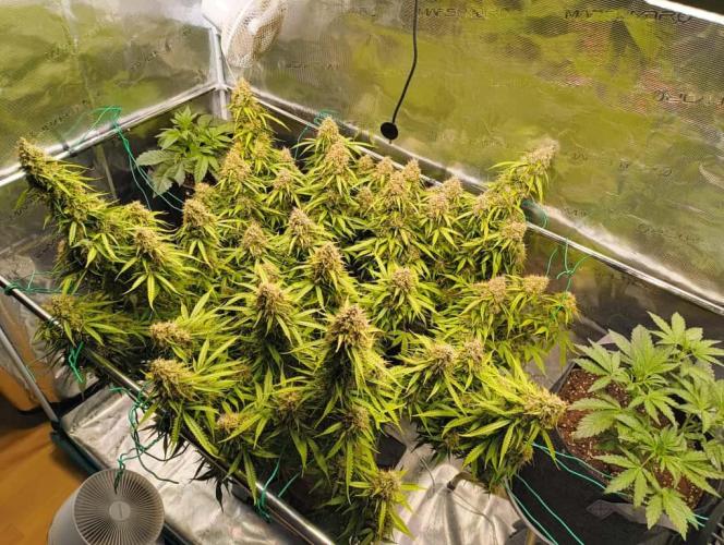 Glowberry Rush From Anesia Seeds. Week 15