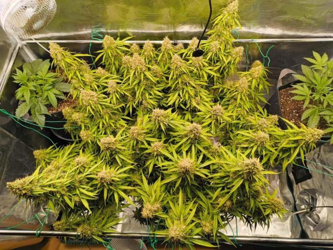 Glowberry Rush From Anesia Seeds. Week 15