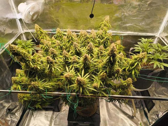 Glowberry Rush From Anesia Seeds. Week 15