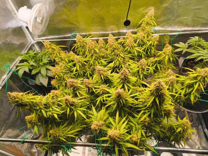 Glowberry Rush From Anesia Seeds. Week 15