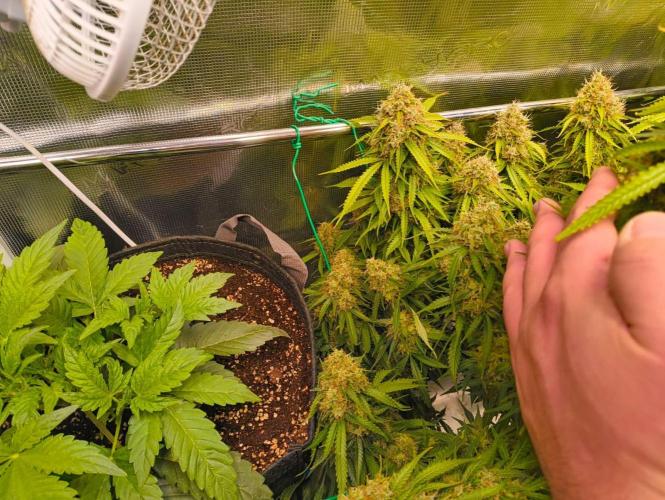 Glowberry Rush From Anesia Seeds. Week 15 - Got a lot of hello´s when i took a peek under one of its maincolas.