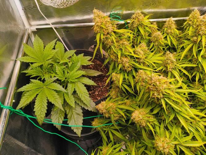 Glowberry Rush From Anesia Seeds. Week 15 - Bevore lift.