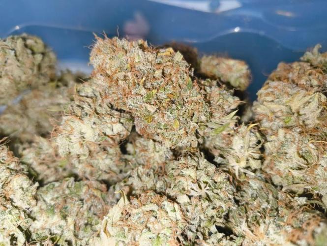 Glowberry Rush From Anesia Seeds. Week 16