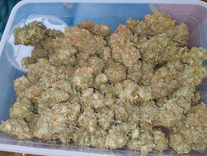 Glowberry Rush From Anesia Seeds. Week 16