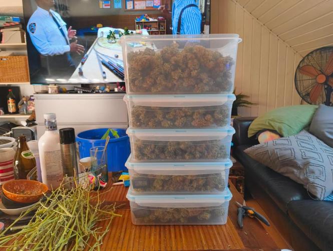 Glowberry Rush From Anesia Seeds. Week 16