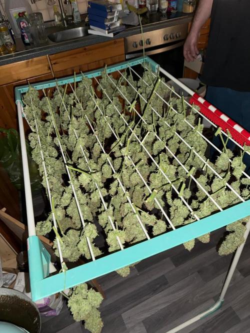 Glowberry Rush From Anesia Seeds. Week 16