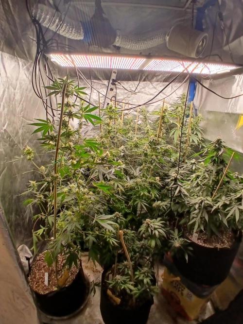 Babes 1st grow in 10 years. Week 8