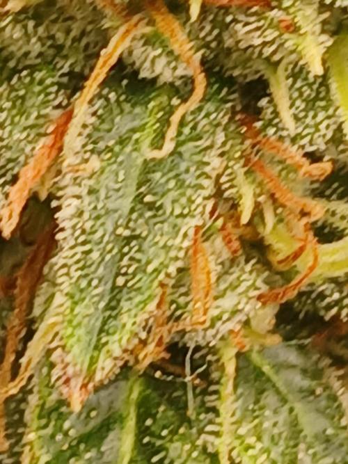 Babes 1st grow in 10 years. Week 8