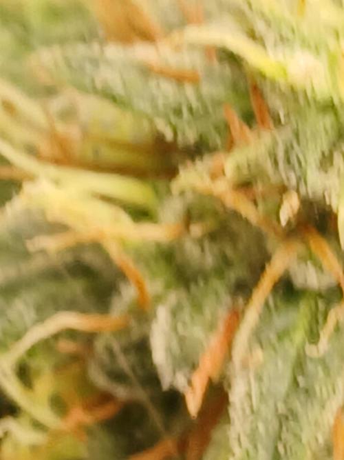 Babes 1st grow in 10 years. Week 8