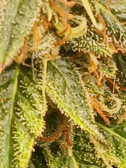 Babes 1st grow in 10 years. Week 8