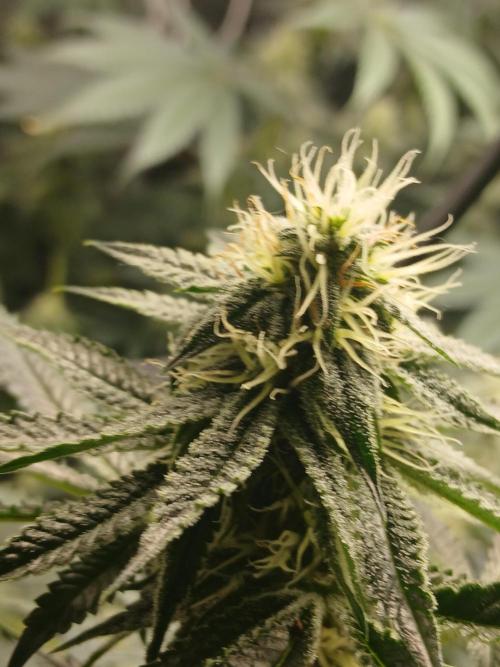 Babes 1st grow in 10 years. Week 8