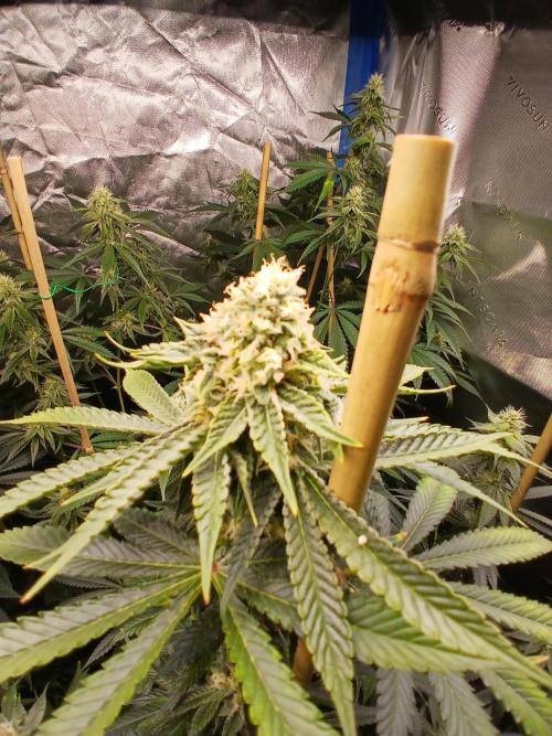 Babes 1st grow in 10 years. Week 8