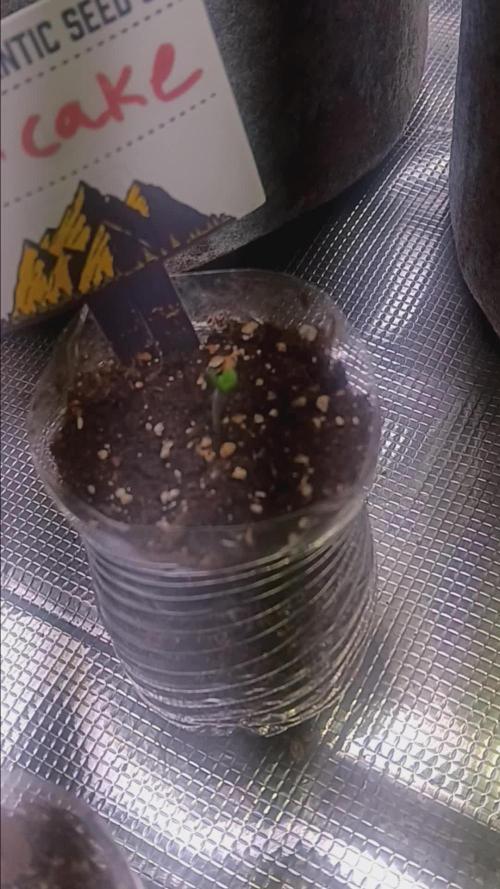 Special Queen 1 Auto & Wedding Cake Auto