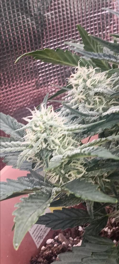 Special Queen 1 Auto & Wedding Cake Auto