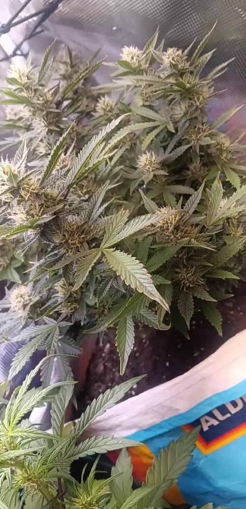 Special Queen 1 Auto & Wedding Cake Auto